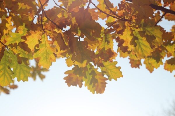 quercia1