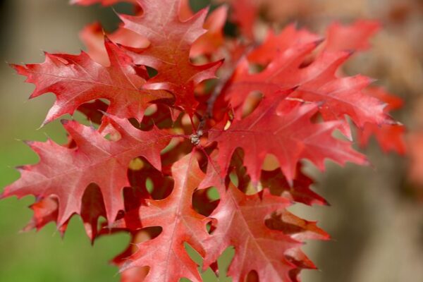 quercia3