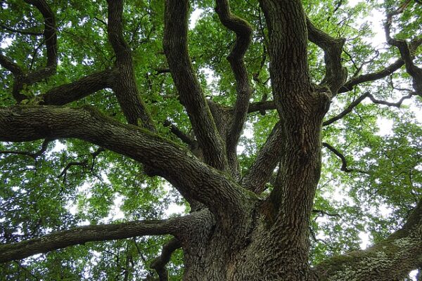 quercia4