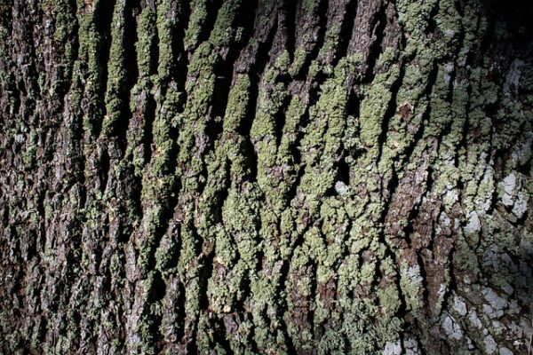 quercia5