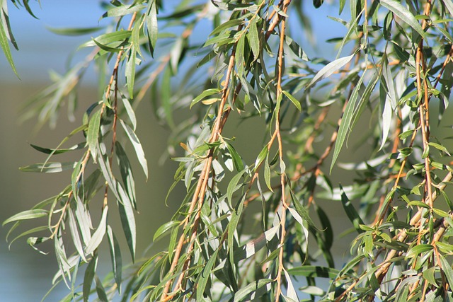 Salice (Salix)