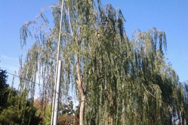 salix babylonica clt750 alto fusto 40-45