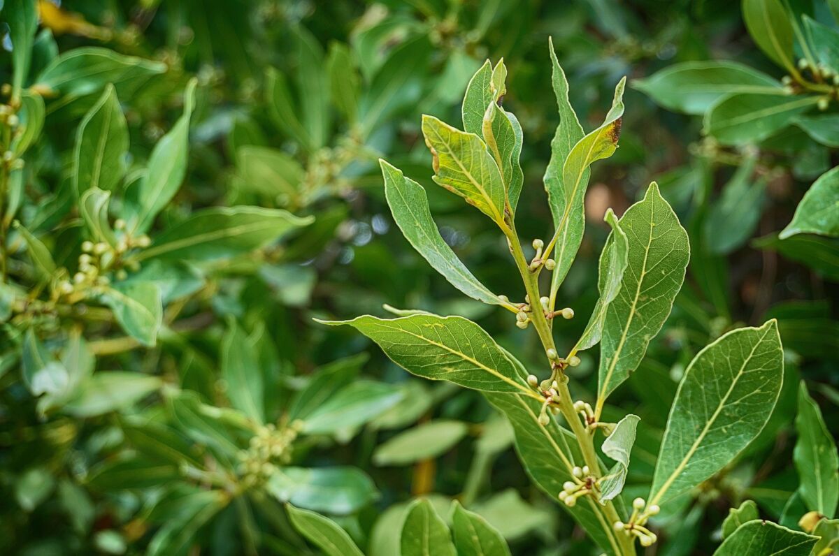 Alloro (Laurus nobilis)