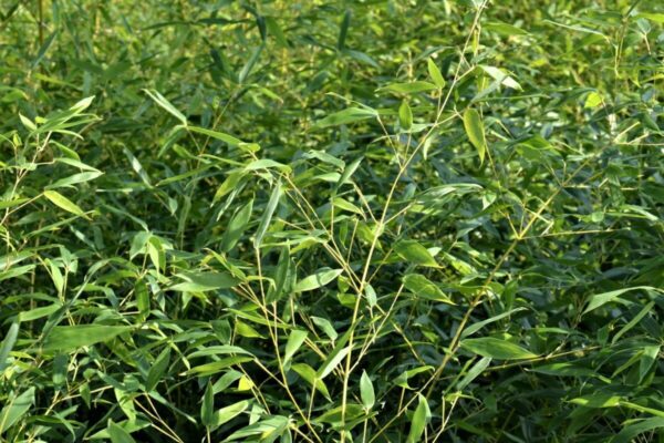 Bambu1