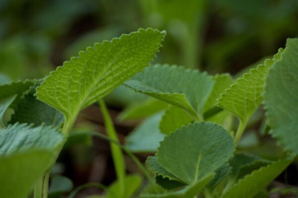 Borragine1
