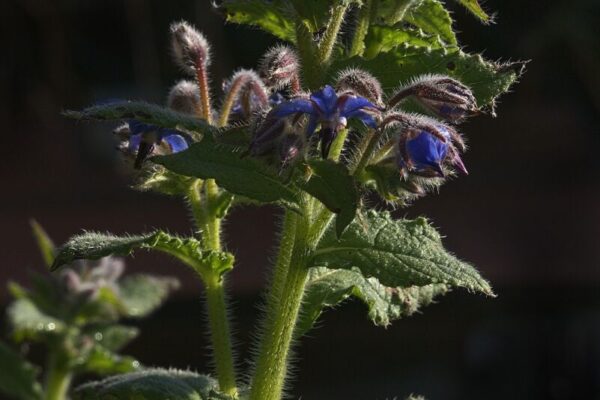 Borragine2