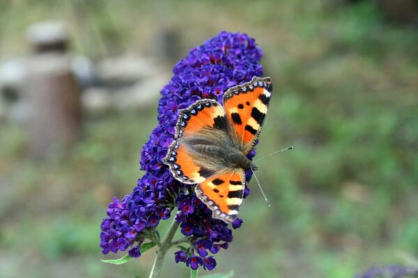 Buddleja2