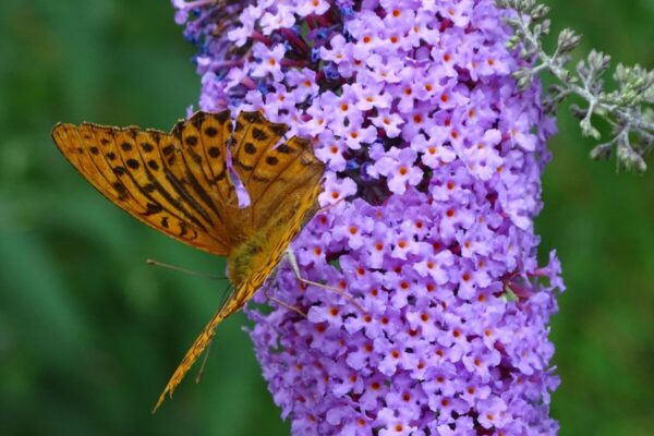 Buddleja3