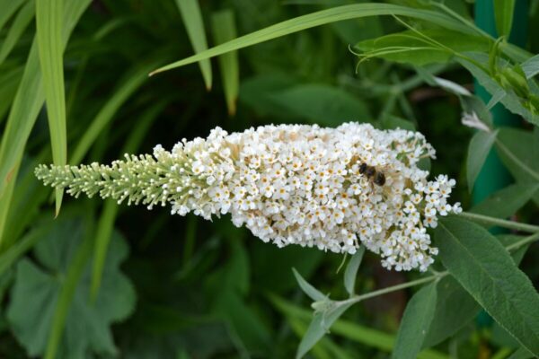 Buddleja5