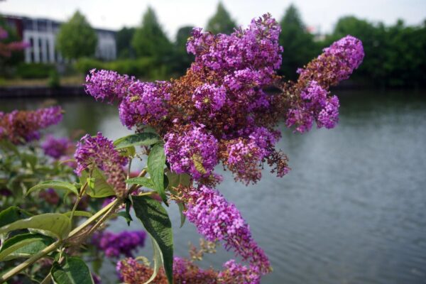 Buddleja6