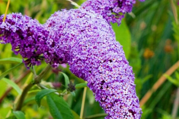 Buddleja7