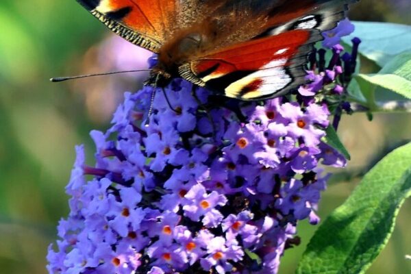 Buddleja8