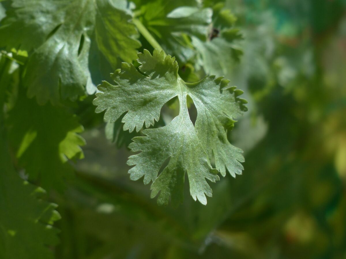 Coriandolo (Coriandrum sativum)