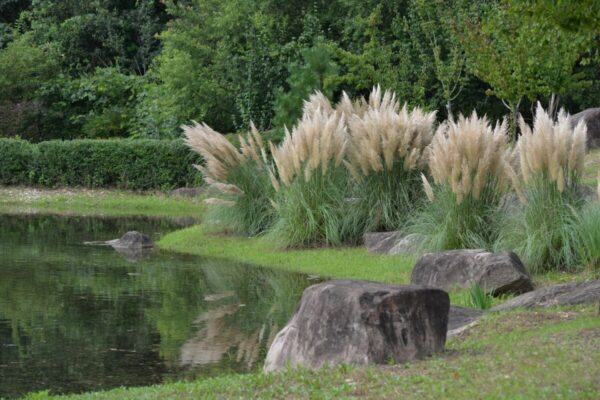 Cortaderia1