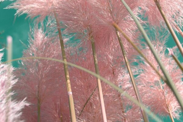 Cortaderia2