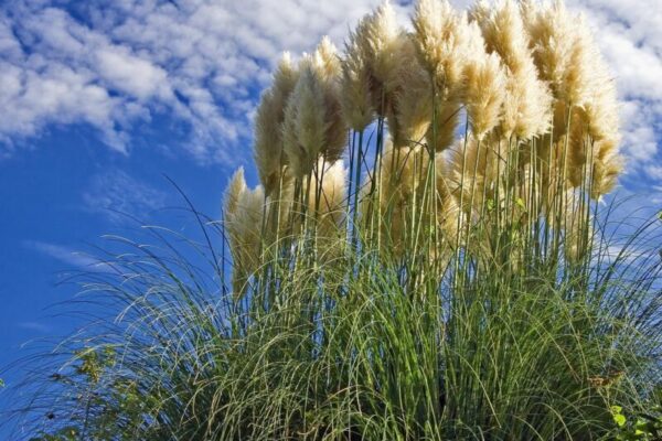 Cortaderia3