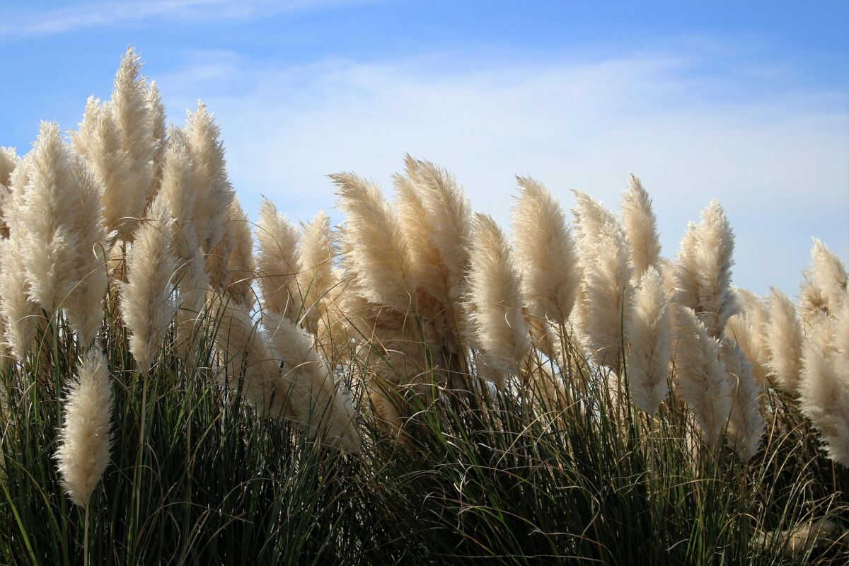 Cortaderia (Cortaderia selloana)