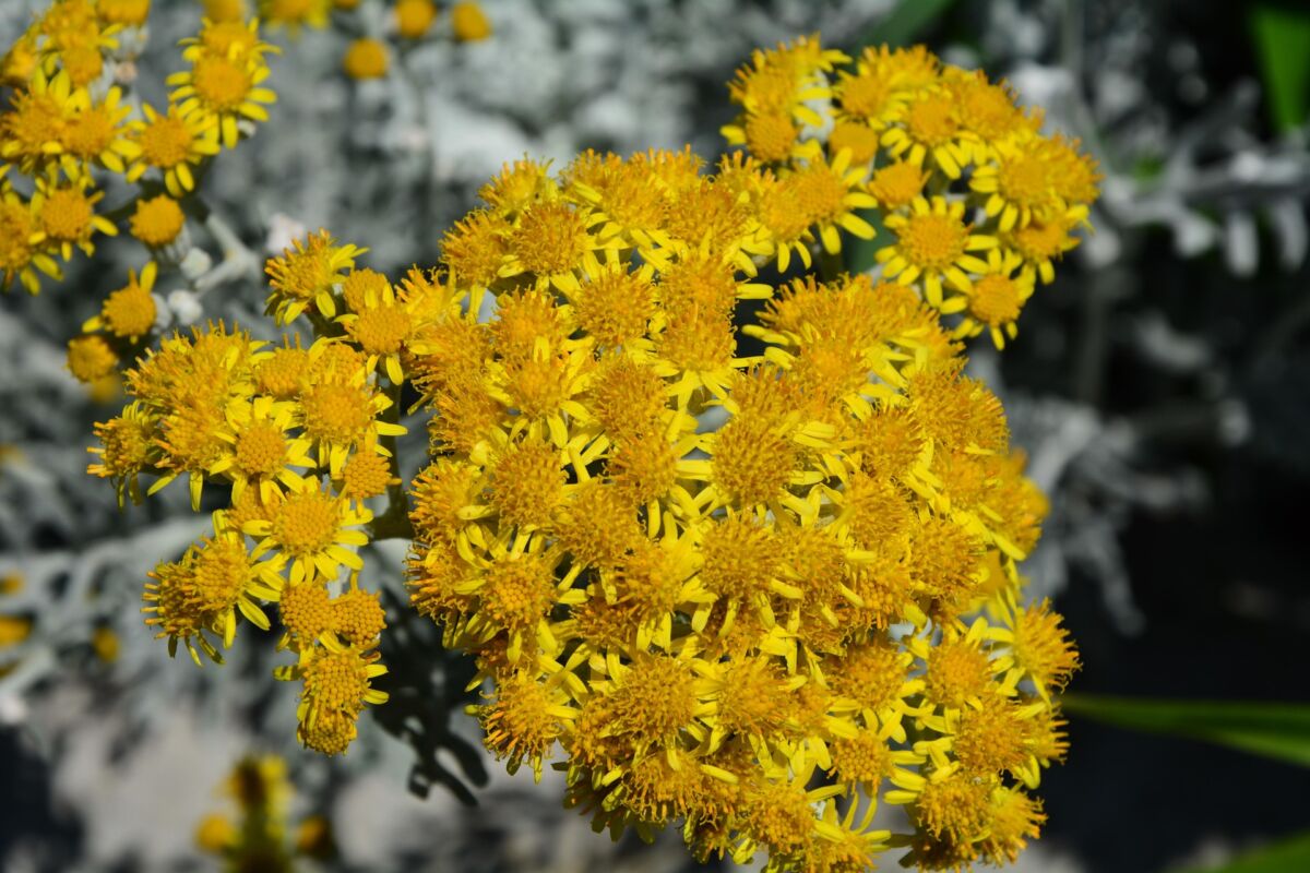 Elicriso (Helichrysum italicum)
