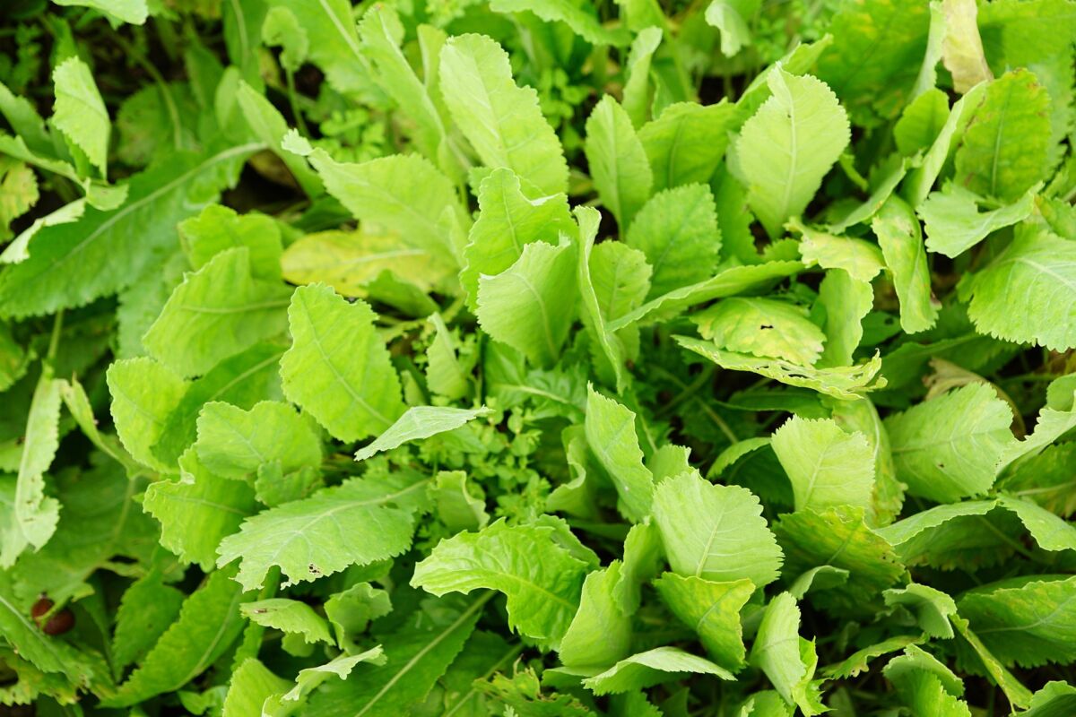 Erba di San Pietro (Tanacetum balsamita)