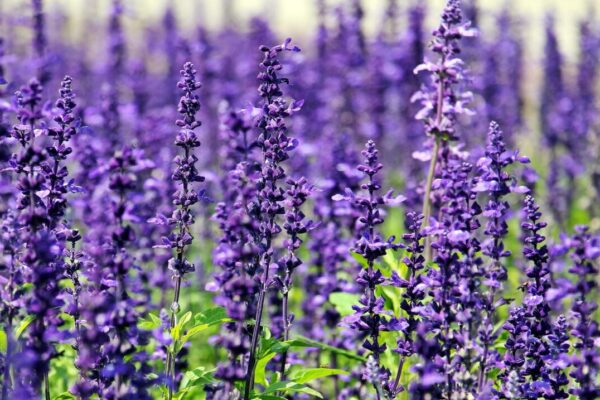 Lavanda5