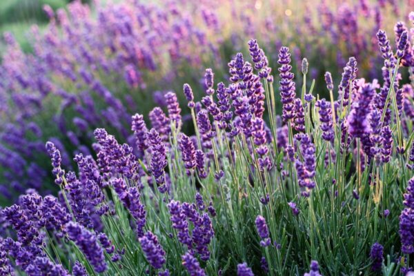 Lavanda6