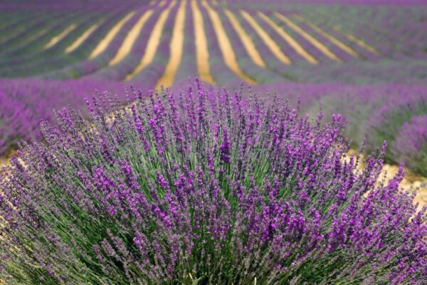 Lavanda7
