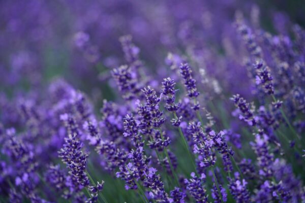 Lavanda8