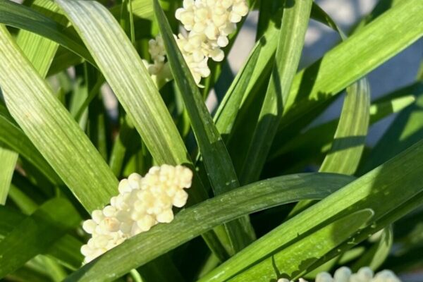 Liriope1
