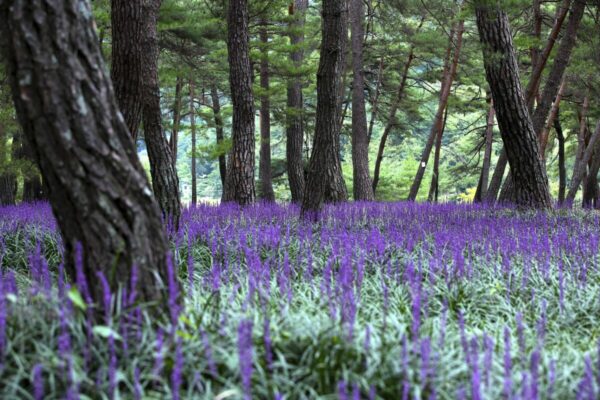 Liriope6