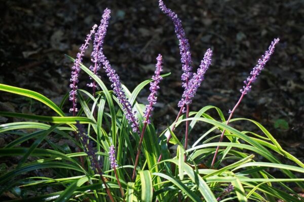 Liriope8