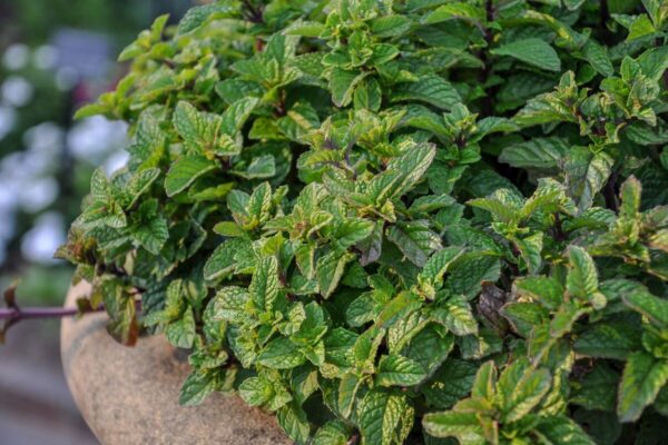 Menta