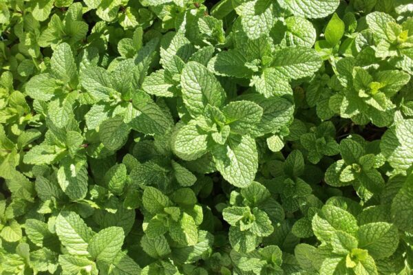 Menta2