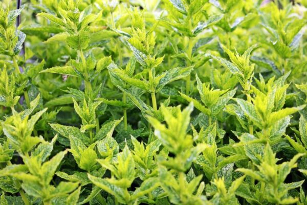 Menta3
