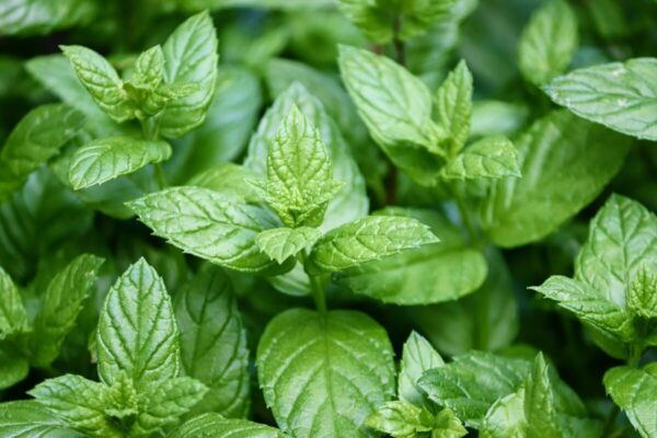 Menta4