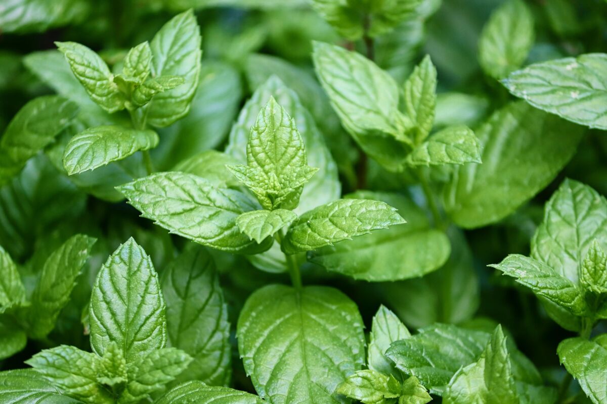 Menta (Mentha)