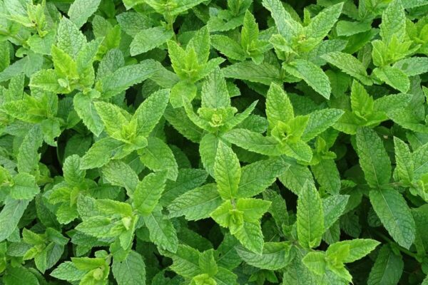 Menta5