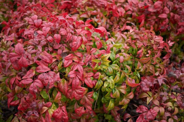 Nandina-fire-power