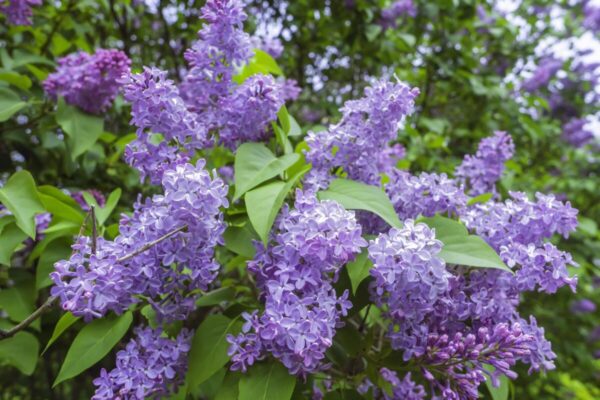 Syringa7