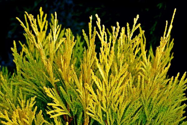 Thuja1
