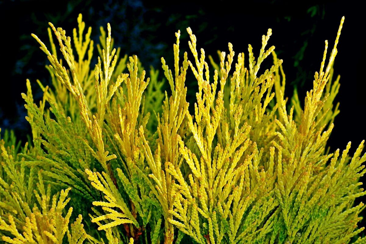 Thuja (Thuja)
