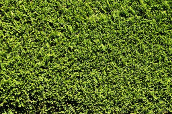 Thuja2
