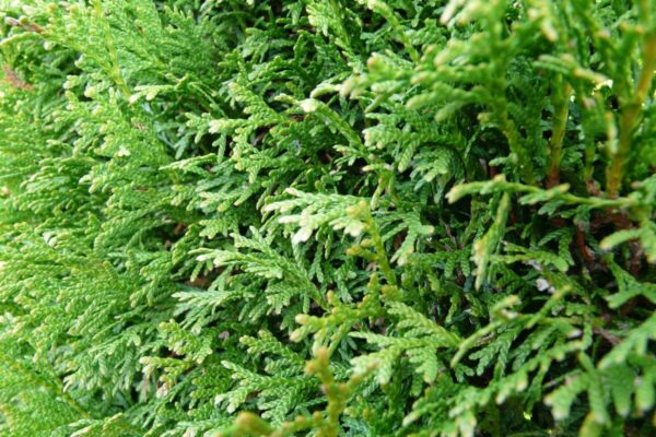 Thuja3