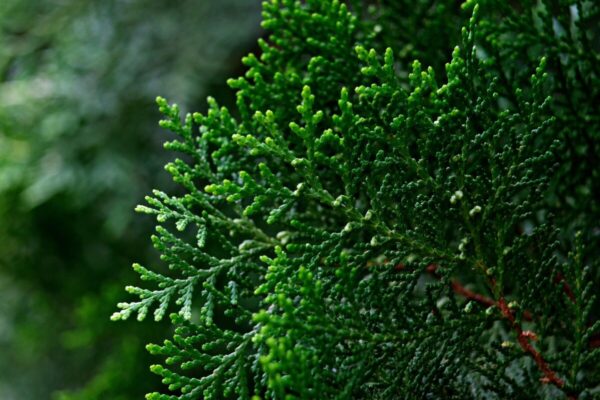 Thuja4