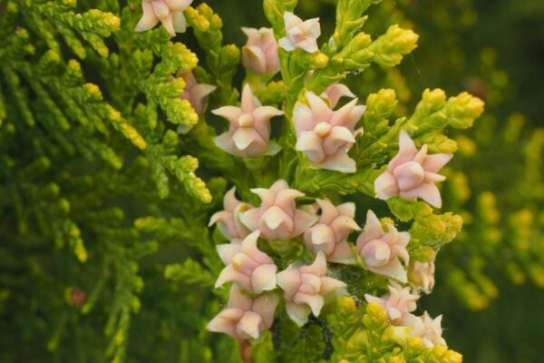 Thuja5