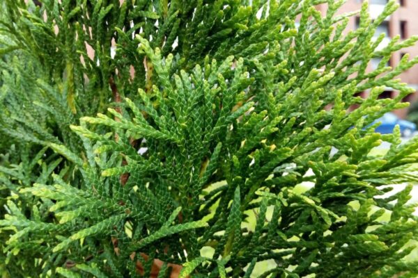 Thuja6