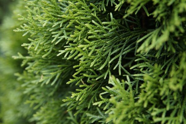 Thuja7