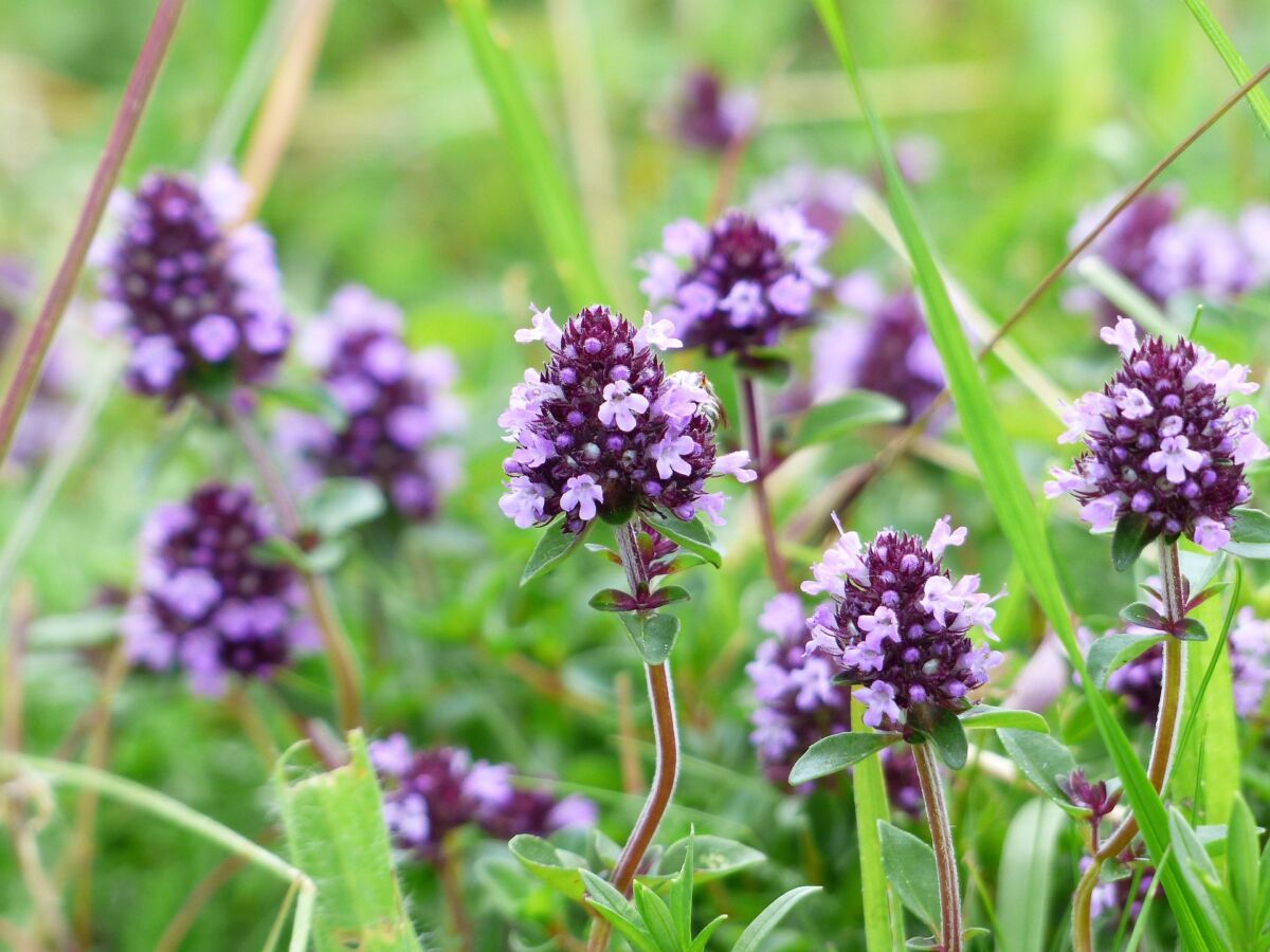 Timo (Thymus)