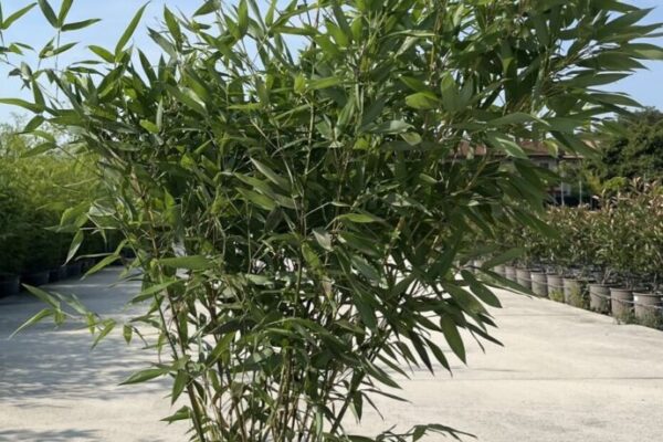 bambu2