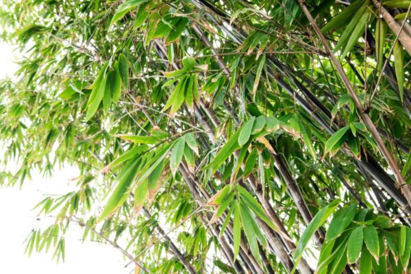 bambu3