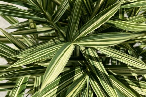 bambu4